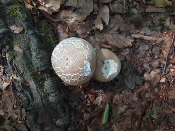 乾燥した落ち葉の中で森の中で育つアガリクスモエレリのキノコのトップビュー — ストック写真