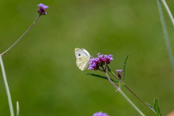 Closeup Large White Butterfly Hanging Purpletop Vervain Plant Blurry Background — Foto Stock