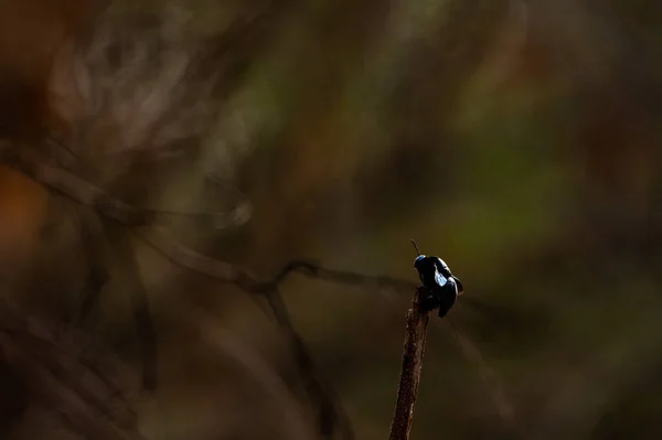 Närbild Bild Bugg Ett Löv Skog Suddig Bakgrund — Stockfoto