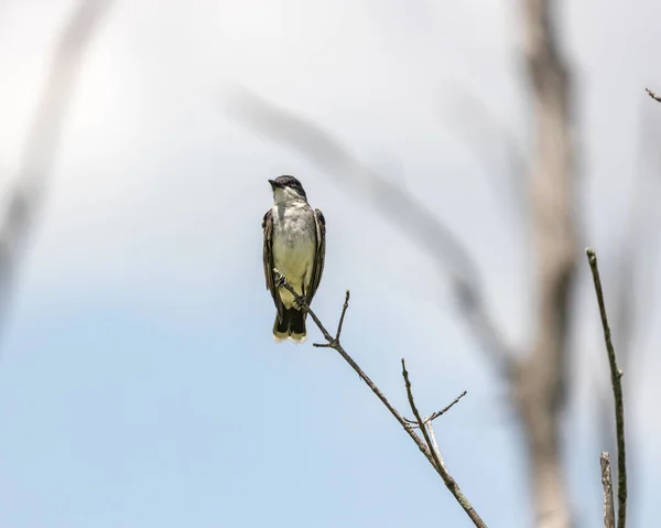 Een Kleine Vogel Een Boom Bij Ernest Oros Wildlife Preserve — Stockfoto