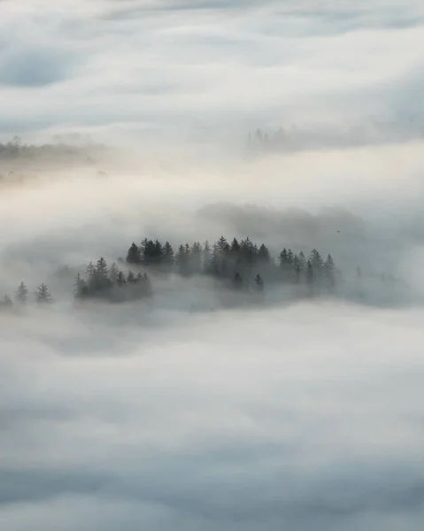 Vegetazione Ricoperta Nebbia Una Foresta — Foto Stock