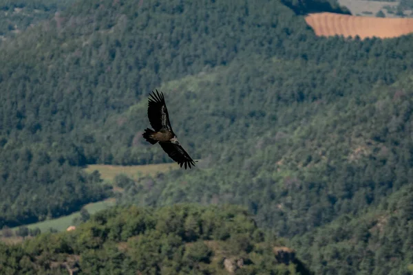 Tiro Ângulo Baixo Uma Águia Voando Céu Com Montanhas Fundo — Fotografia de Stock