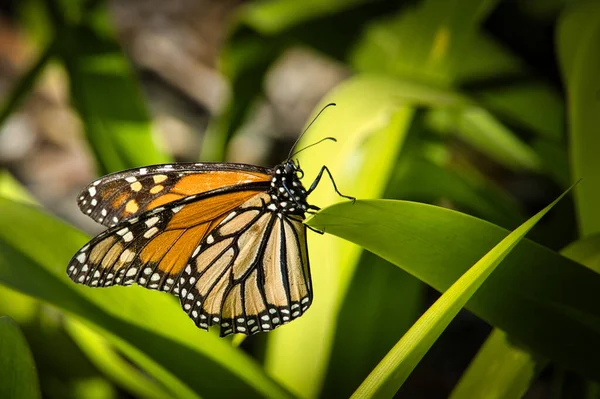 Foco Suave Una Mariposa Monarca Encaramada Una Hoja Verde Una — Foto de Stock
