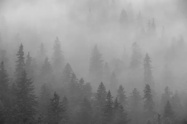 Uma Paisagem Com Silhuetas Árvores Uma Encosta Montanhosa Nevoeiro — Fotografia de Stock