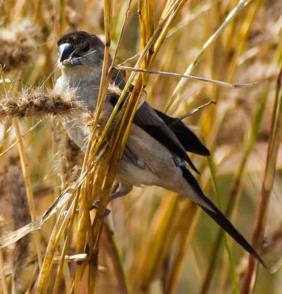Селективный Снимок Коричневой Воробьиной Птицы Сидящей Соломе Травы Лугу — стоковое фото