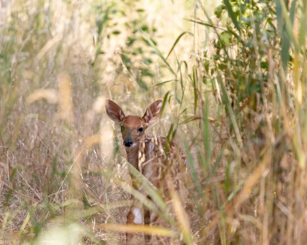 Young Deer Hiding Tall Grasses Ernest Oros Wildlife Preserve Avenel — Stok fotoğraf