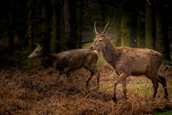 Scenic View Deers Wild Forest — Zdjęcie stockowe