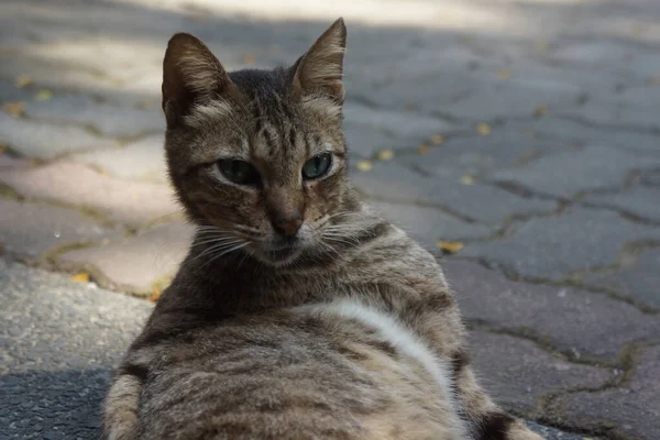 Tiro Perto Gato Vadio Deitado Chão — Fotografia de Stock