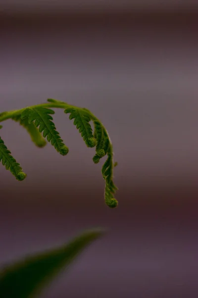 Beautiful Shot Fern Leaves Botanical Garden Iasi Romania — Stock Photo, Image