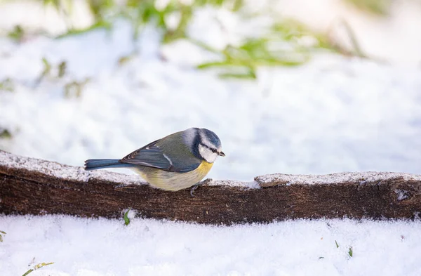 Uma Vista Major Parus Ramo Neve — Fotografia de Stock