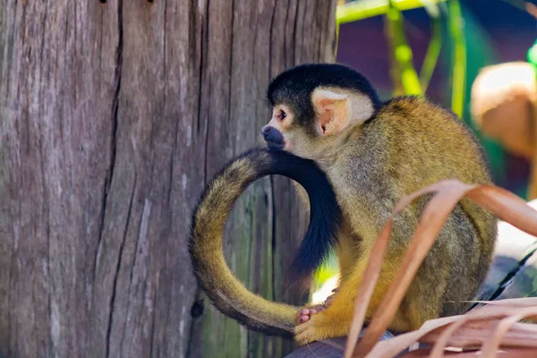 Closeup Shot Monkey Zoo Blurred Background — Stockfoto
