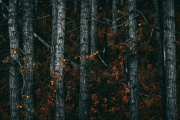 Beau Cliché Une Forêt Automne — Photo