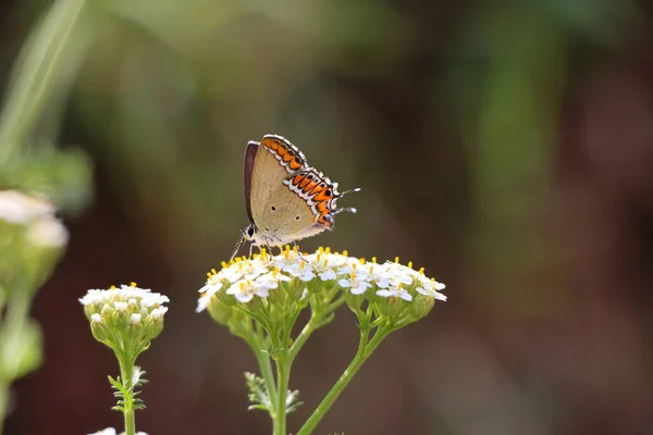 Selektywne Skupienie Pięknego Motyla Lepidoptera Białym Kwiatku Zamazanym Tłem — Zdjęcie stockowe