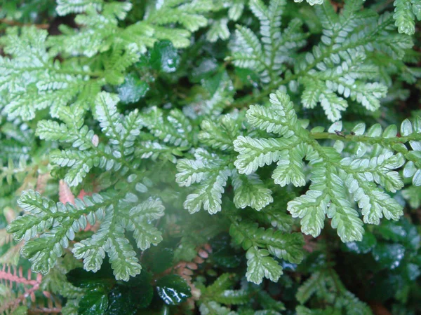 非洲球茎苔藓 Selaginella Kraussiana 的特写照片在阳光下的花园里 — 图库照片