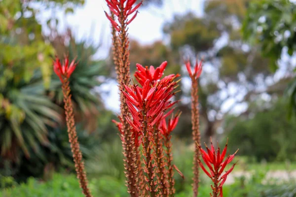 Aloe Çiçeklerinin Seçici Odak Noktası — Stok fotoğraf