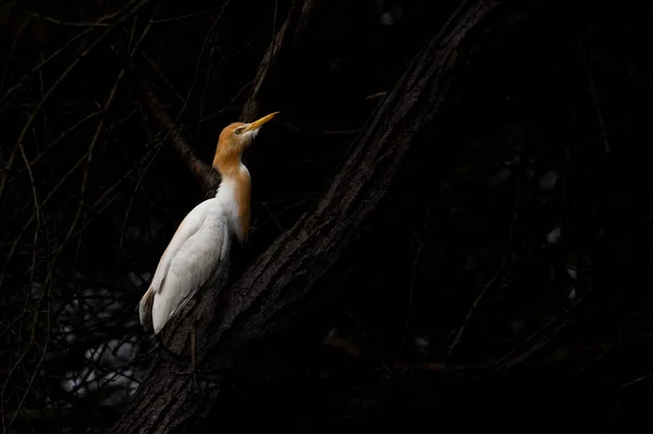 Hermoso Tiro Pájaro Aire Libre Bosque Cerca — Foto de Stock