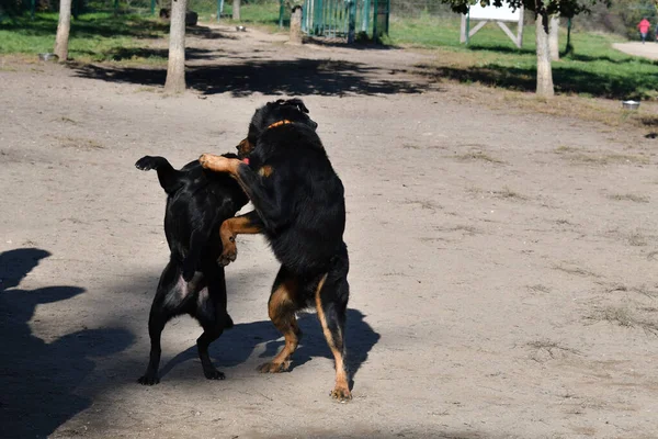 Dogs Kissing Standing Back Legs Black Labrador Dog Beauceron Dog — Stock Photo, Image