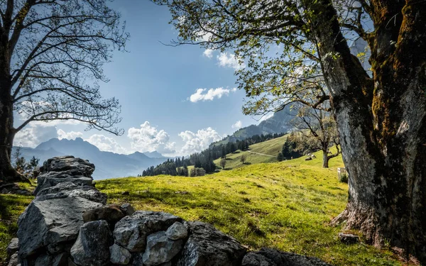 Beautiful Landscape Grassy Meadow Surrounded Forested Mountains — Stockfoto