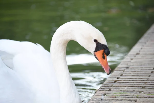 Svan Som Flyter Sjön — Stockfoto