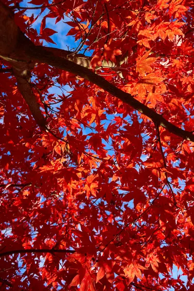 Beautiful Shot Autumn Leaves — Stock Photo, Image