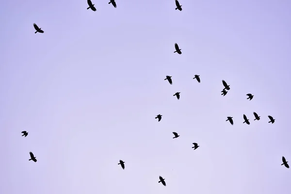 Eine Wunderschöne Landschaft Eines Silhouettenhaften Vogelschwarms Der Grauen Himmel Fliegt — Stockfoto