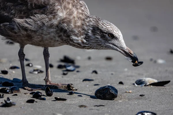 Eine Möwe Einem Strand Beach Rockaway New York Usa — Stockfoto