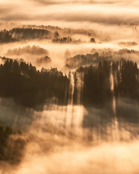 Les Rayons Soleil Tombant Sur Végétation Croissance Dans Une Forêt — Photo