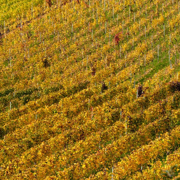 Plano Vertical Viñedo Otoño Kernen Alemania — Foto de Stock