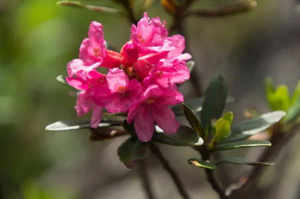 Selektywne Zbliżenie Różowego Kwiatu Rododendronu Haute Savoie Francji — Zdjęcie stockowe