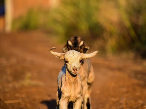 Selective Focus Shot Cut Baby Goats Farm — Fotografia de Stock
