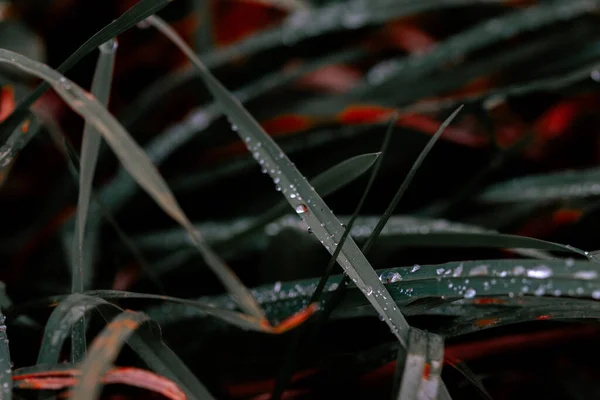 Focus Selettivo Una Lunga Foglia Verde Con Gocce Acqua — Foto Stock