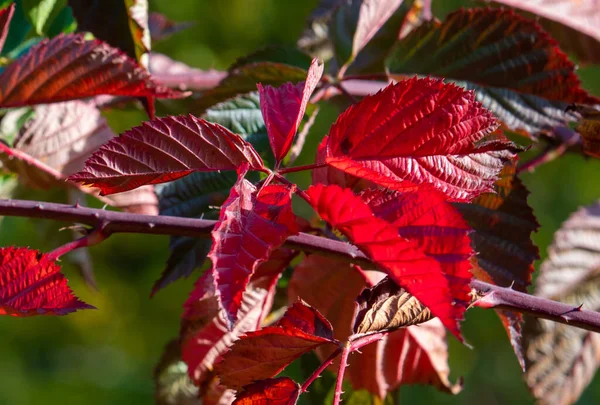 赤い葉を持つ枝 — ストック写真