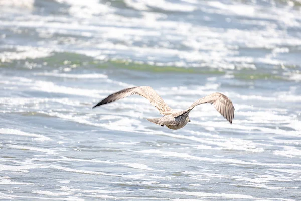 Una Gaviota Sobrevolando Playa Rockaway Nueva York — Foto de Stock