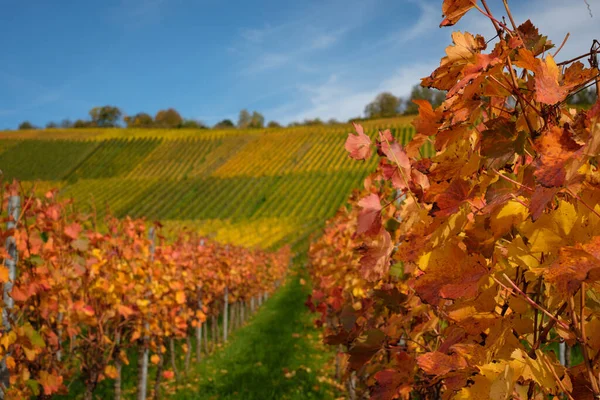 ドイツ ケルンの秋のブドウ畑 — ストック写真