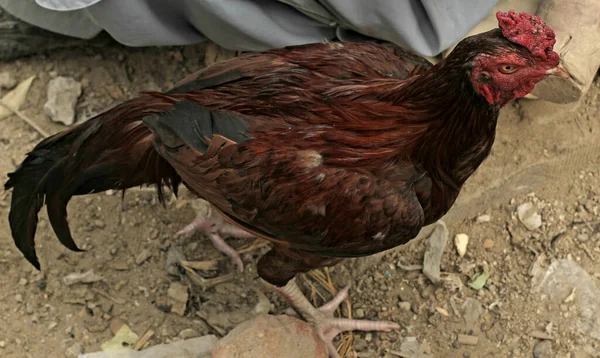 背景がぼやけて庭に赤い櫛を持つ茶色の雄鶏 — ストック写真