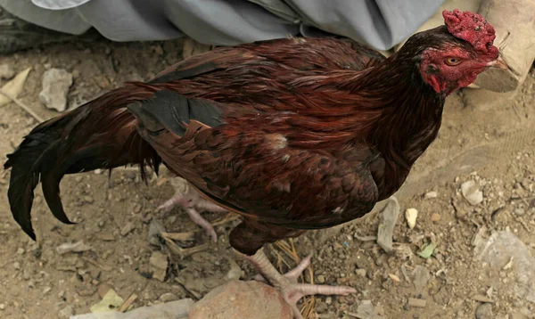 Bahçede Kırmızı Taraklı Kahverengi Horoz Arka Planı Bulanık — Stok fotoğraf