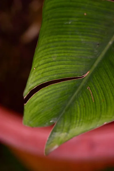 Macro Shot Details Cut Green Leaf Blurry Background — Stock Fotó