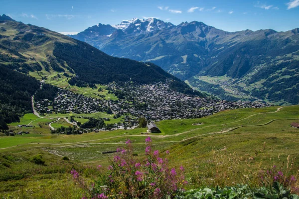 Beautiful Rural Scene Purple Flowers Growing Hills Verbier Switzerland — Stockfoto