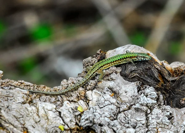 Podarcis Muralis Lizard Crawling Rocks — Fotografia de Stock