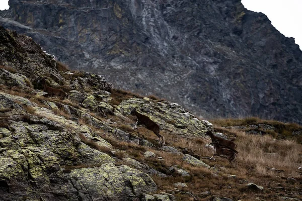 Herd Wild Ibex Climbing Mountains — Foto Stock