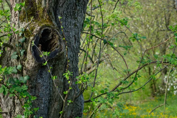 An old tree with a hole and green moss on the bark