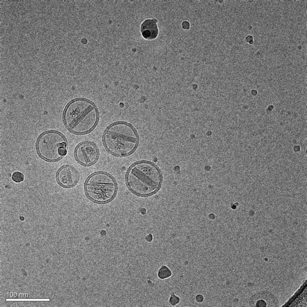 Een Micrograaf Vertegenwoordigt Nanodeeltjes Die Een Middel Tegen Kanker Doxorubicine — Stockfoto