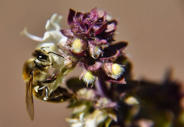 Plan Sélectif Une Petite Abeille Mellifère Pollinisant Une Belle Fleur — Photo