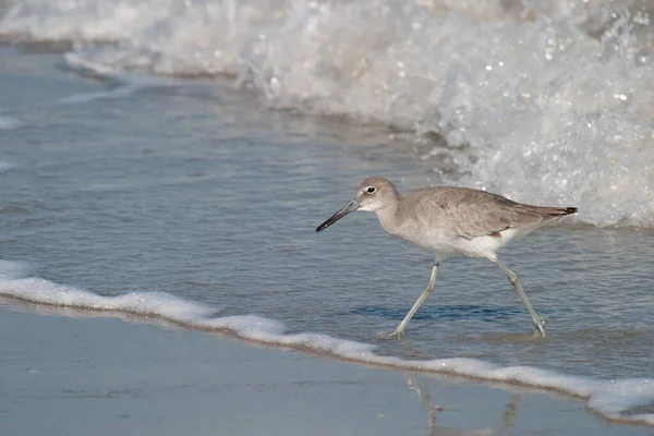 Close Pássaro Willet Empoleirado Praia Areia Durante Dia — Fotografia de Stock