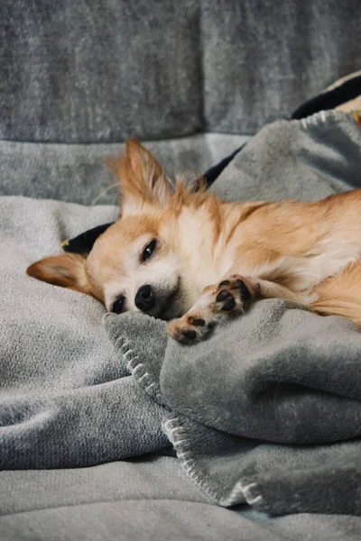 Vertical Shot Cute Little Ginger Dog Lying Couch — стоковое фото