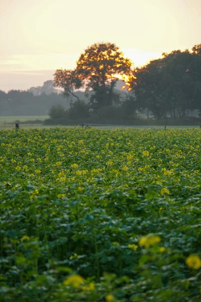 Vertical Shot Field Flowers Trees Sunset — Fotografia de Stock