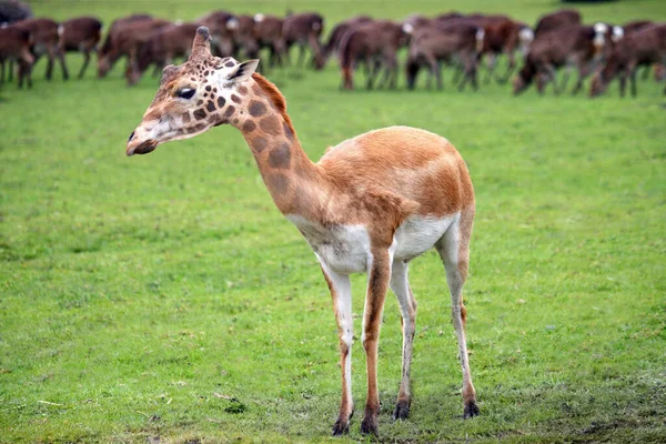 Een Close Shot Van Een Giraffe Kalf — Stockfoto