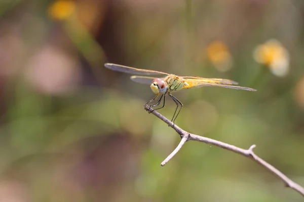 Beautiful Macro Shot Small Dragonfly Tree Branch Blurred Background — Zdjęcie stockowe