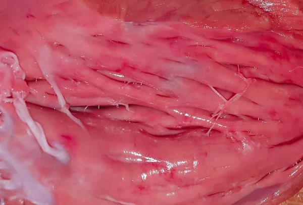 豚の胃の閉鎖ショット — ストック写真