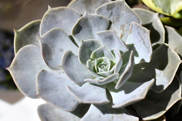 Gros Plan Une Écheveria Sous Lumière Soleil — Photo